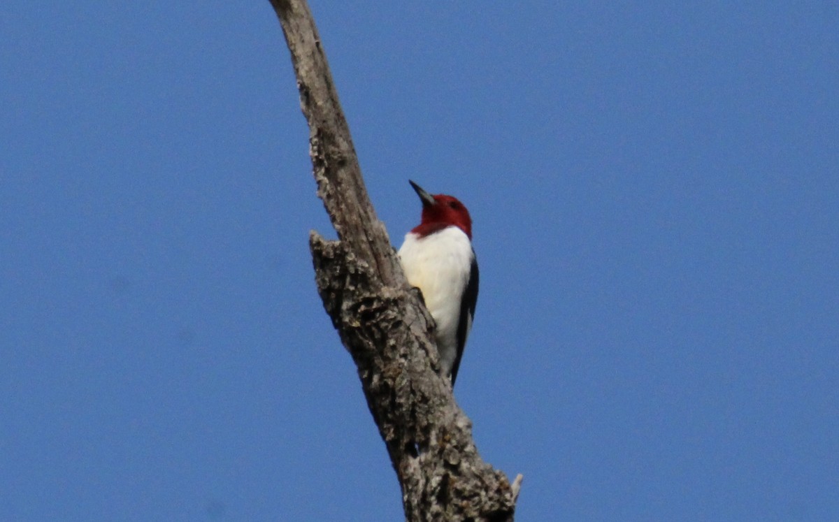 Red-headed Woodpecker - ML486567621