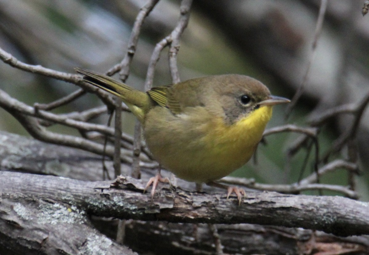 Common Yellowthroat - ML486567881