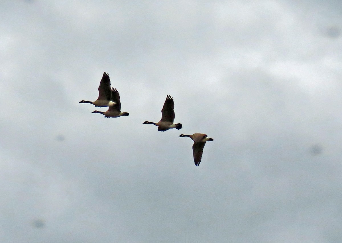 Canada Goose - JoAnn Potter Riggle 🦤