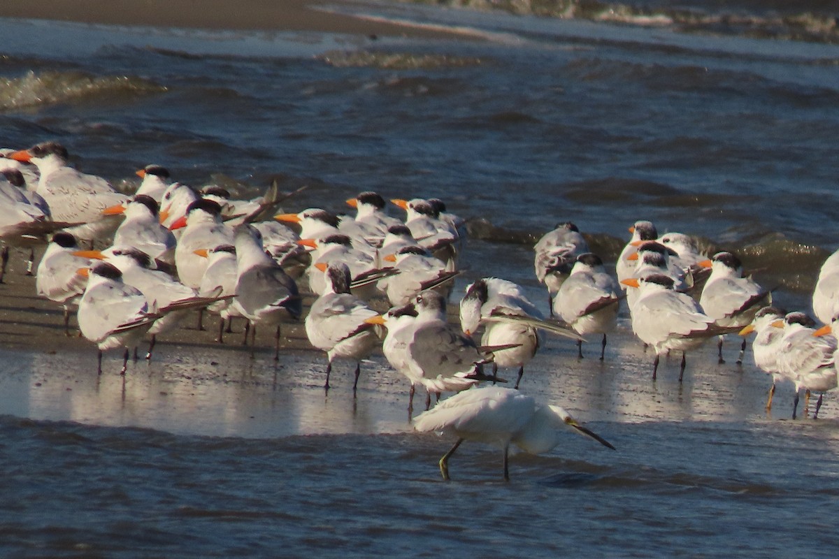 Royal Tern - Carla Parkinson