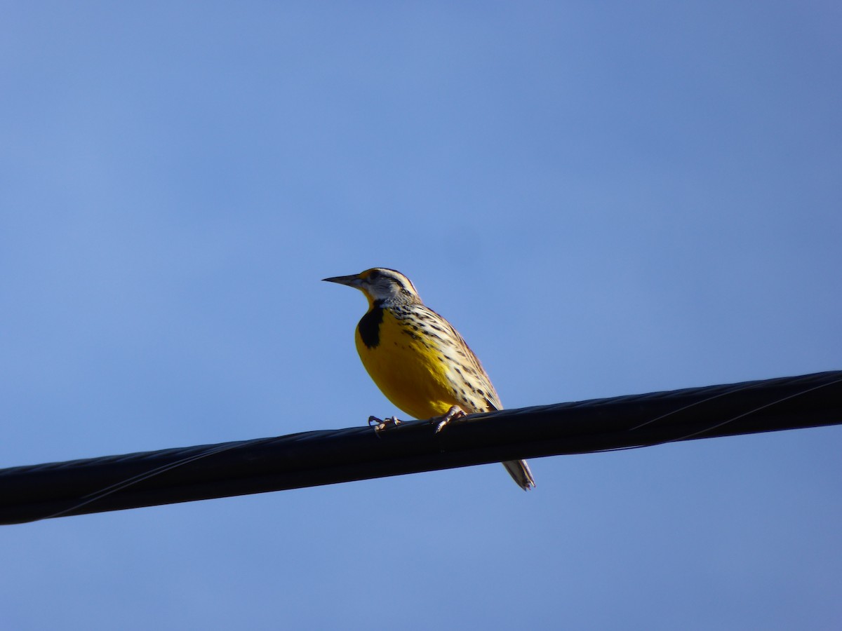 Eastern Meadowlark - ML48656891