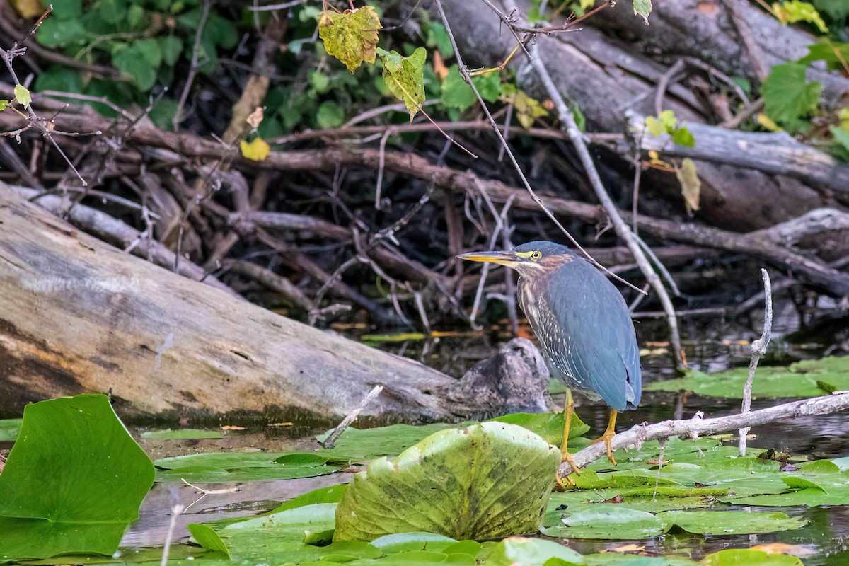 Green Heron - ML486569601