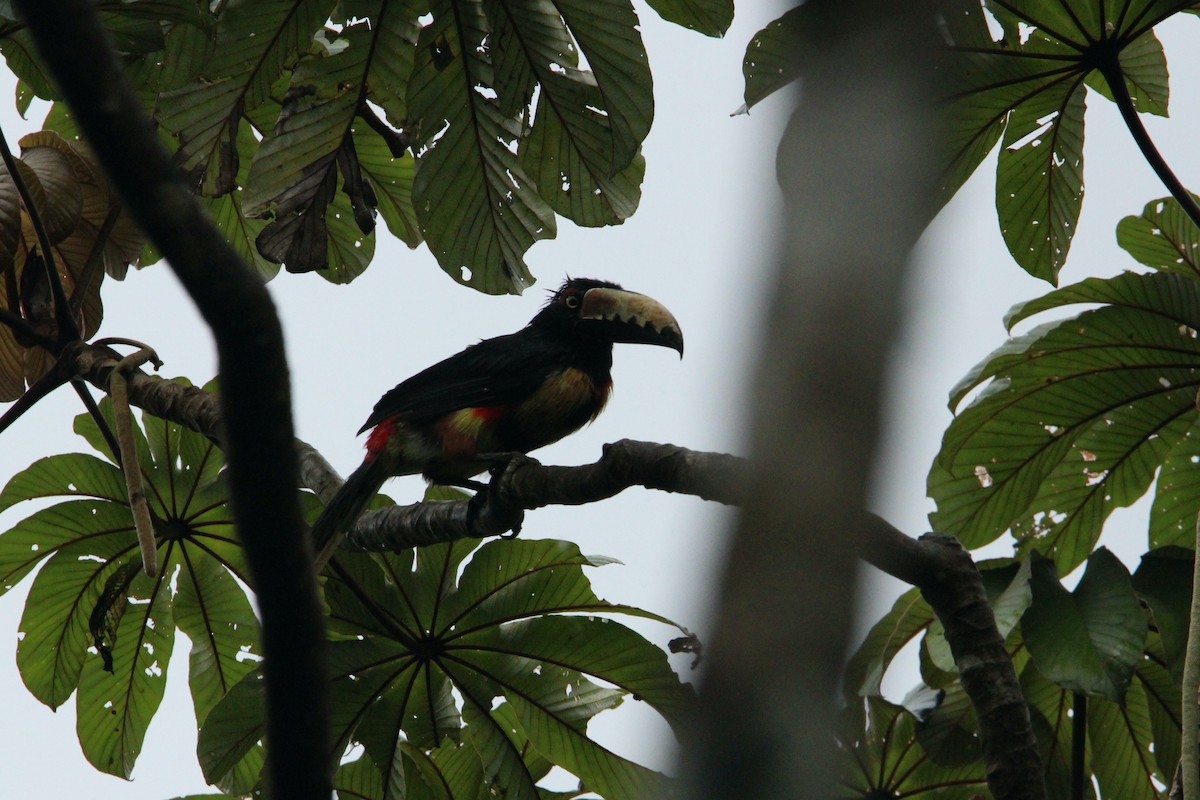 Collared Aracari (Collared) - ML486569831