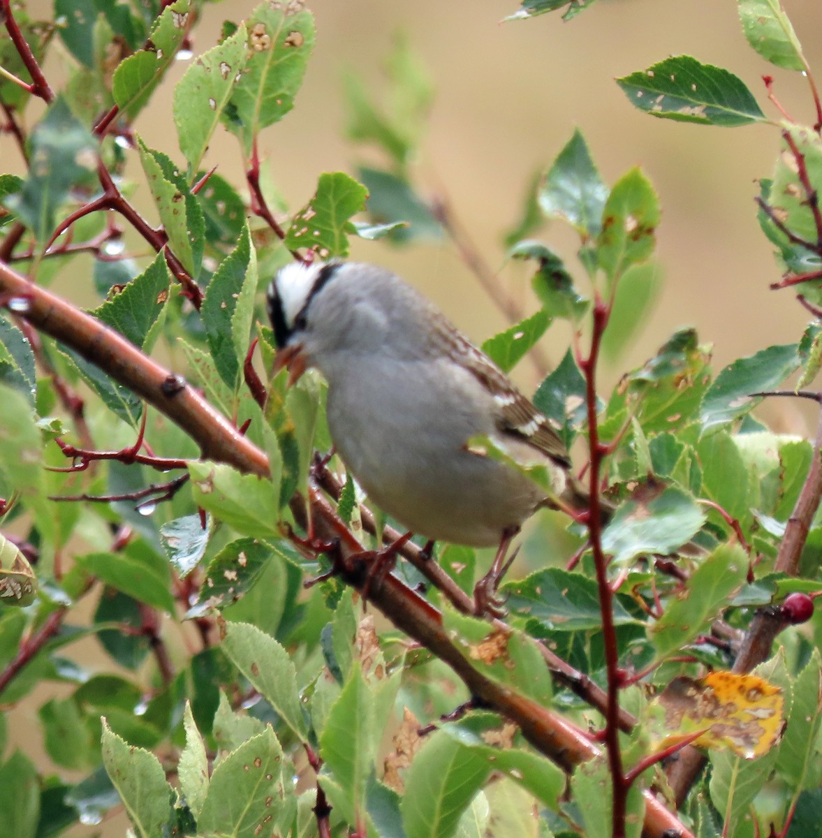 White-crowned Sparrow (Gambel's) - ML486569931