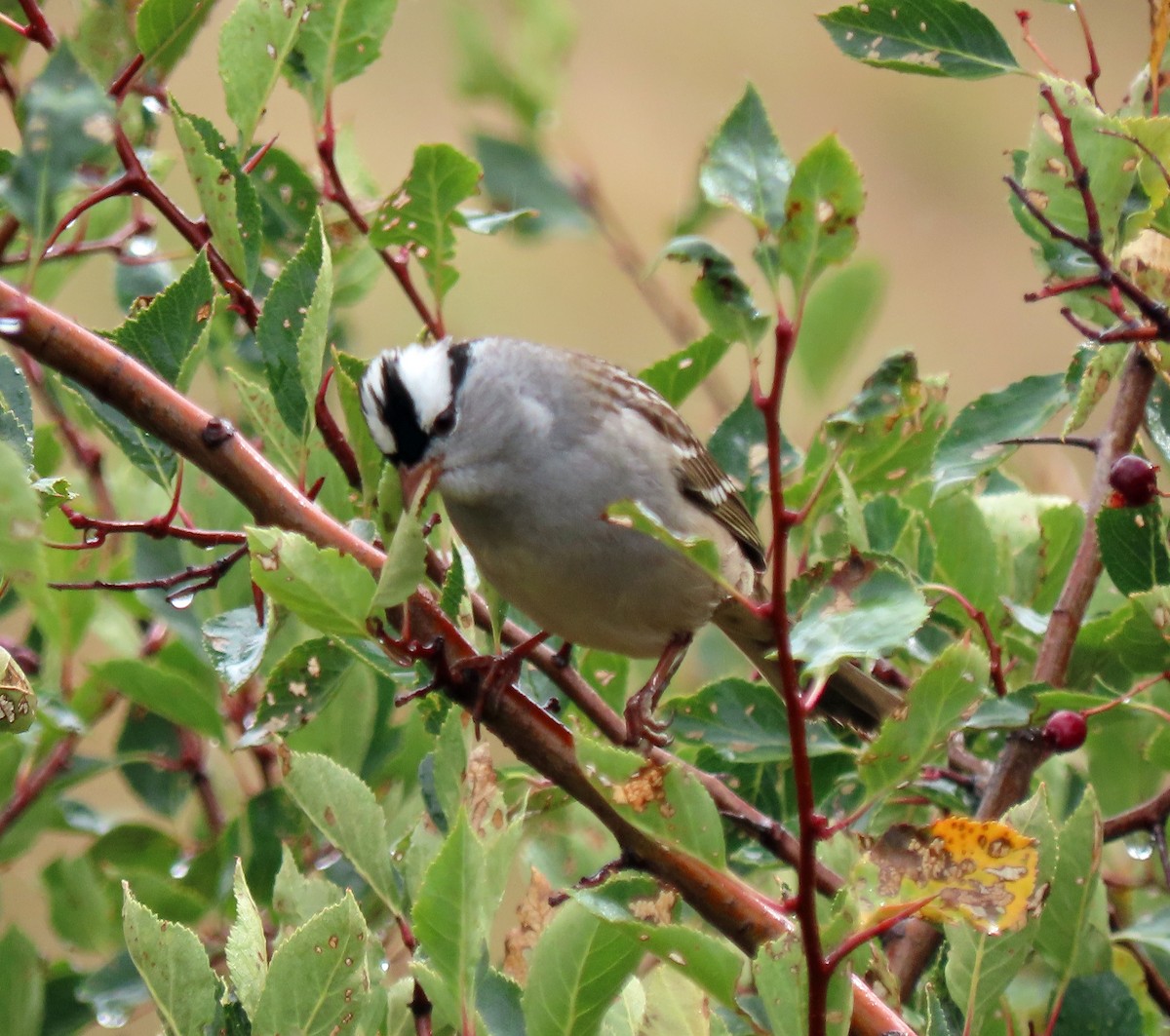 White-crowned Sparrow (Gambel's) - ML486569941