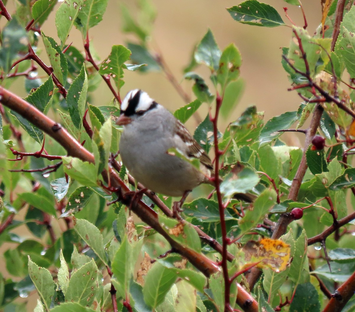 White-crowned Sparrow (Gambel's) - ML486569951