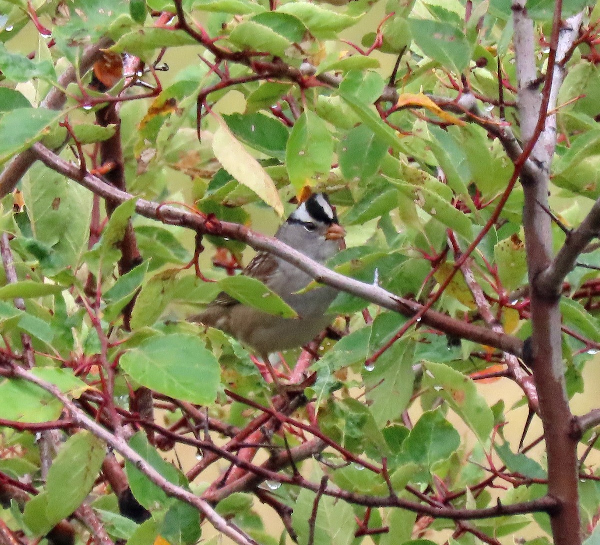 White-crowned Sparrow (oriantha) - ML486570361