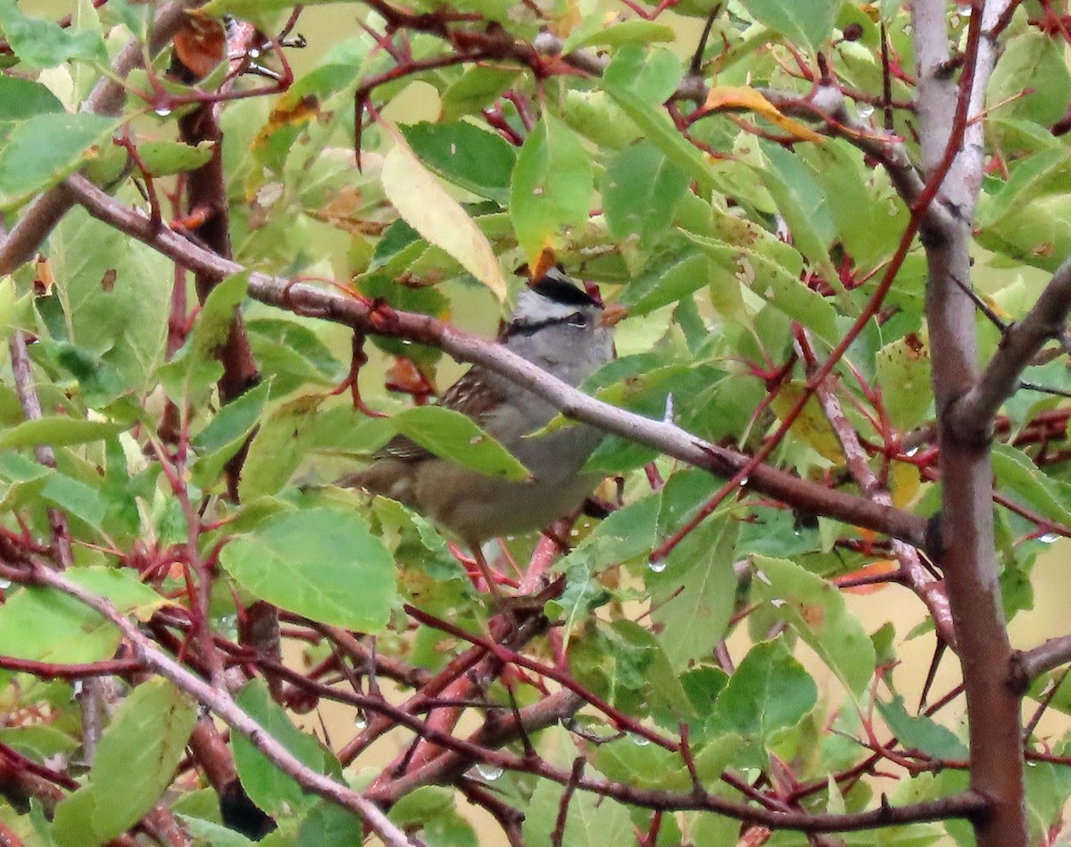 White-crowned Sparrow (oriantha) - ML486570371