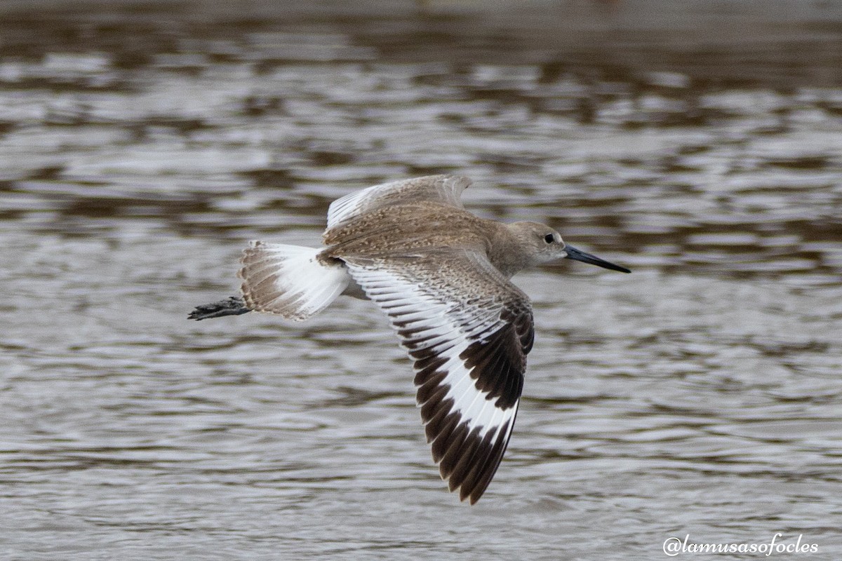 Willet - Montserrat Guerrero Garcia