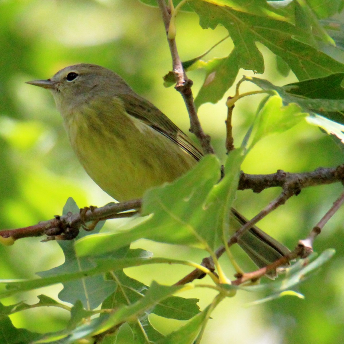 Orange-crowned Warbler - ML486570641