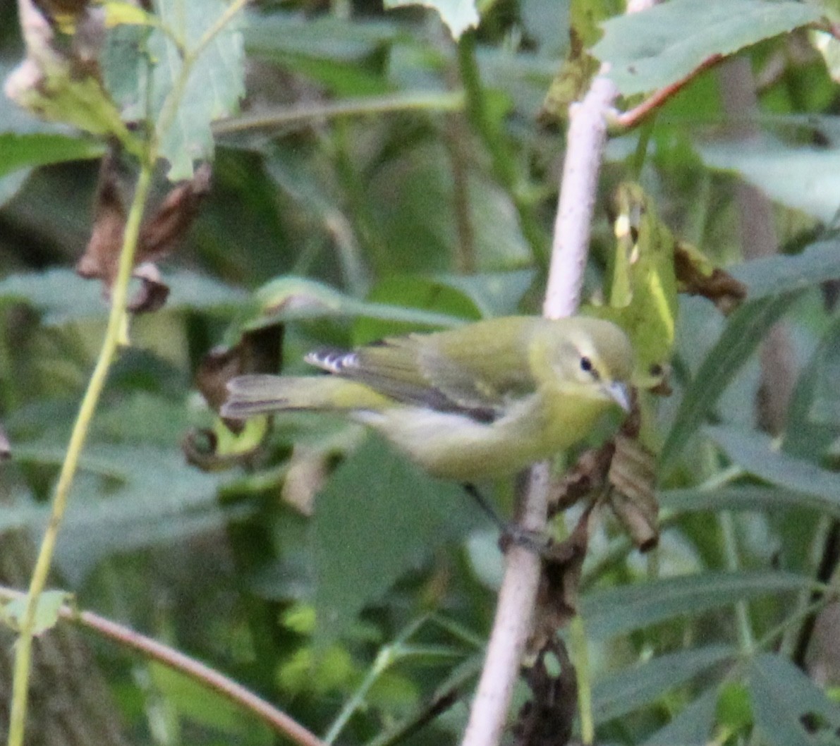 Tennessee Warbler - ML486570681