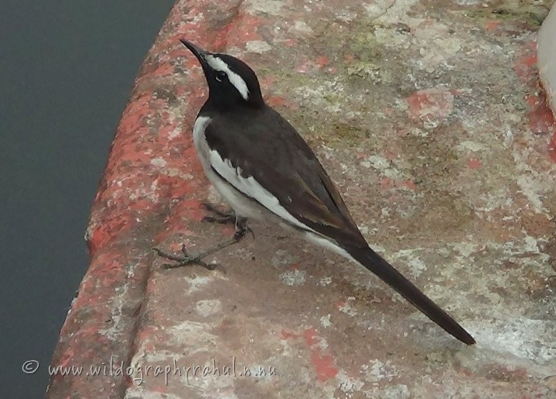 White-browed Wagtail - ML48657101