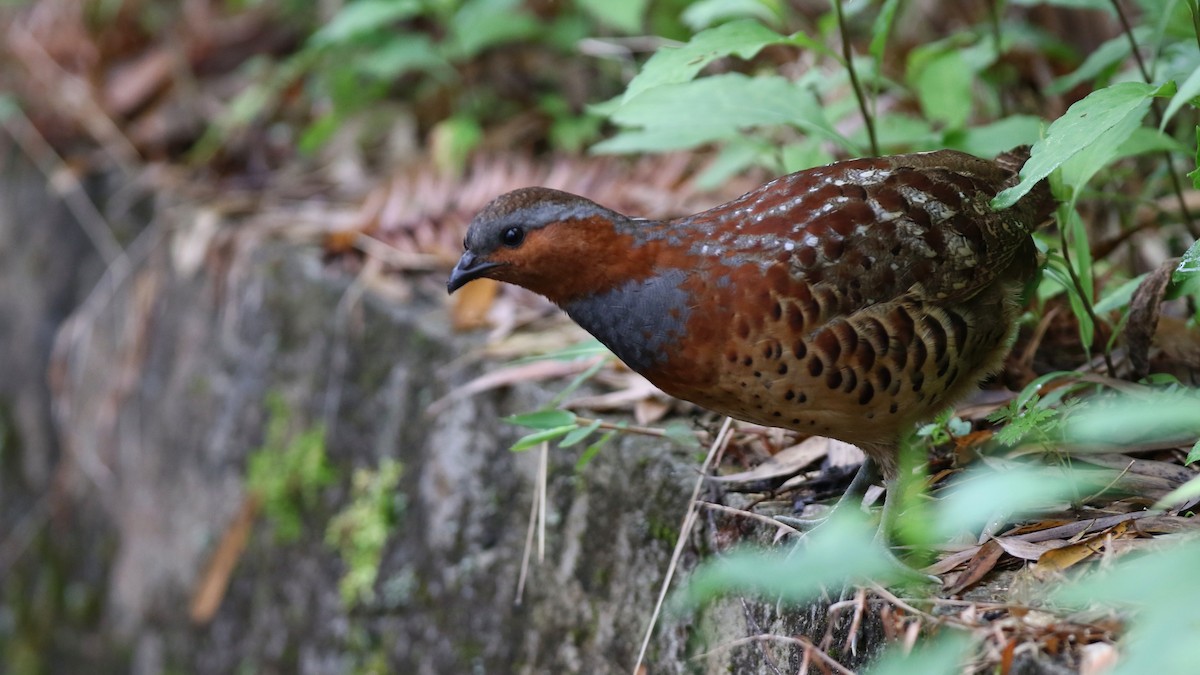 Chinese Bamboo-Partridge - ML486571341