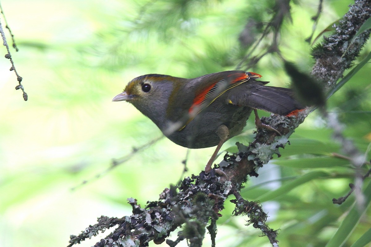 Emei Shan Liocichla - ML486572101
