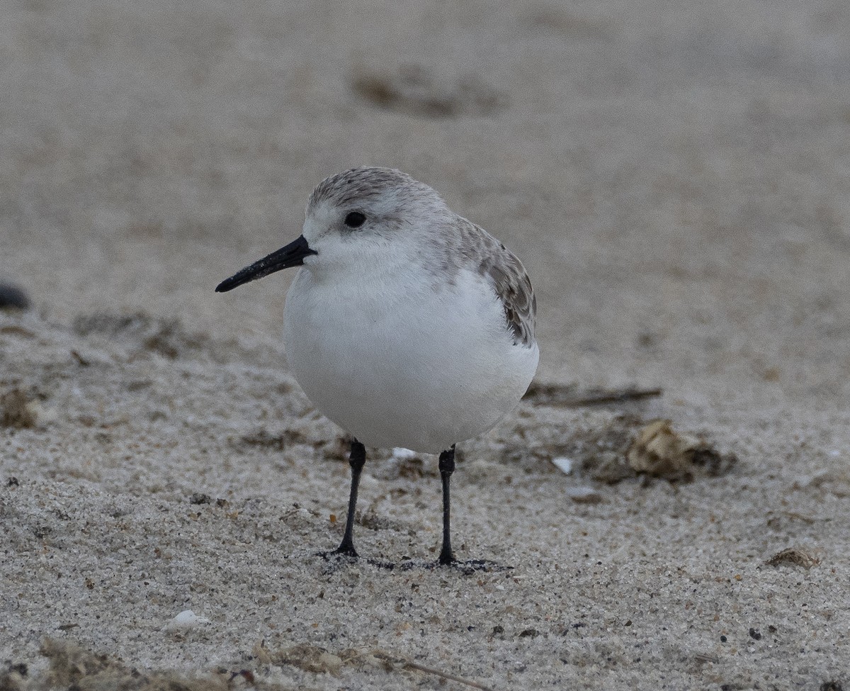 Sanderling - Sam Zuckerman