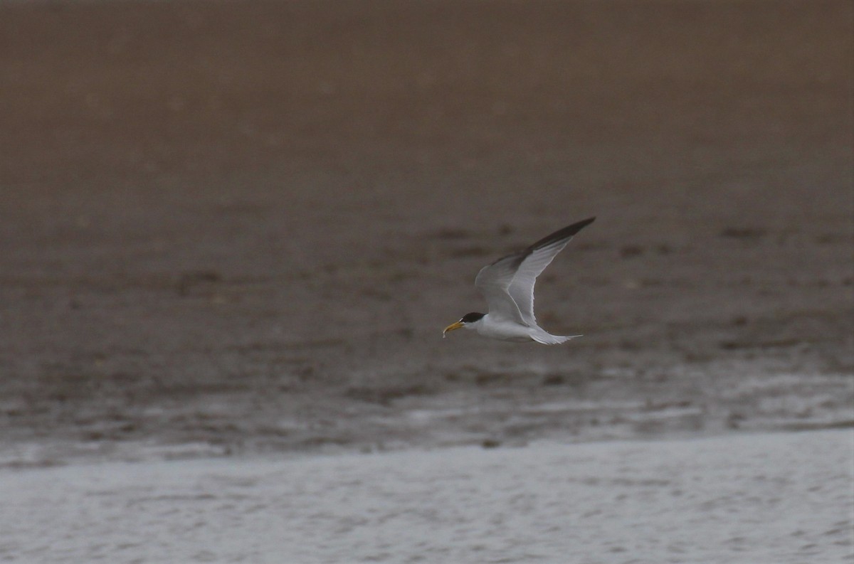 Yellow-billed Tern - Gustavo Fernandez Pin