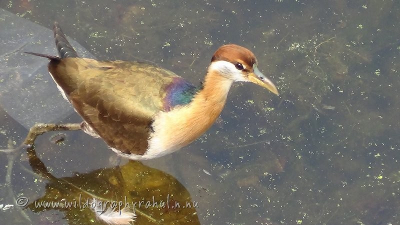Bronze-winged Jacana - ML48657291