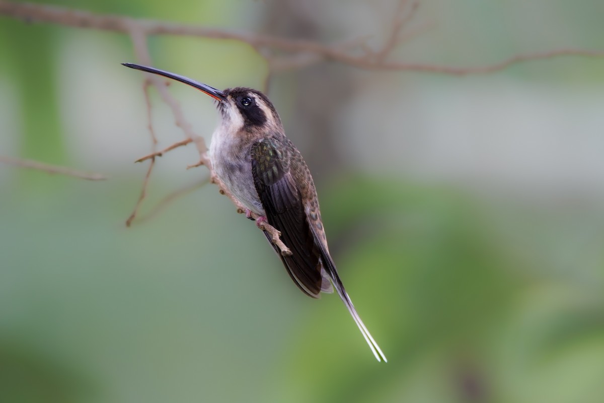 White-bearded Hermit - ML486572941