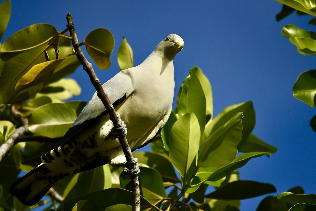 Torresian Imperial-Pigeon - ML486573301