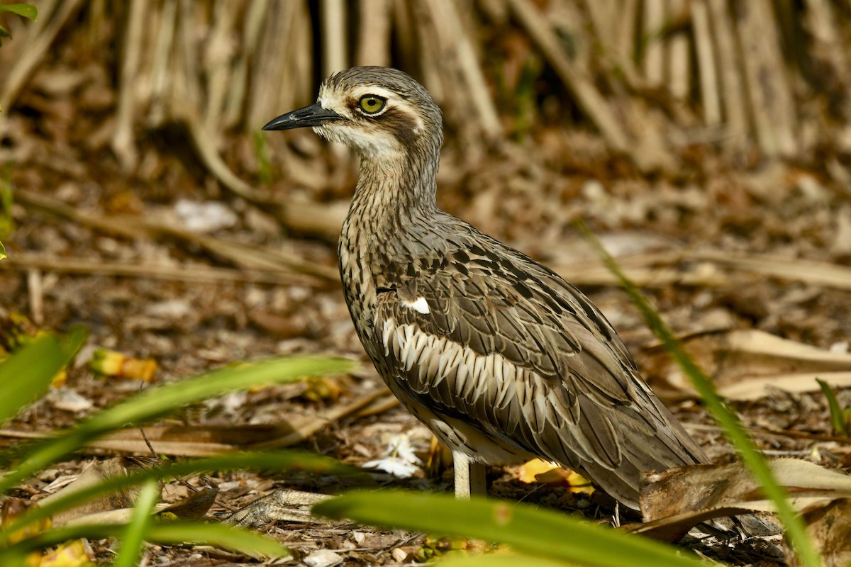 Bush Thick-knee - ML486573361