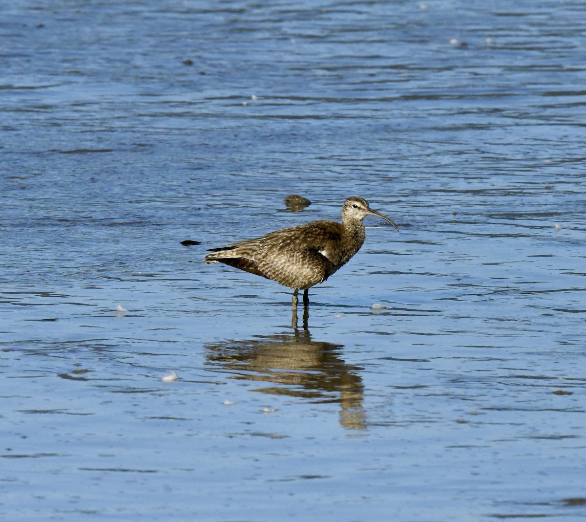 Chiurlo piccolo - ML486573441