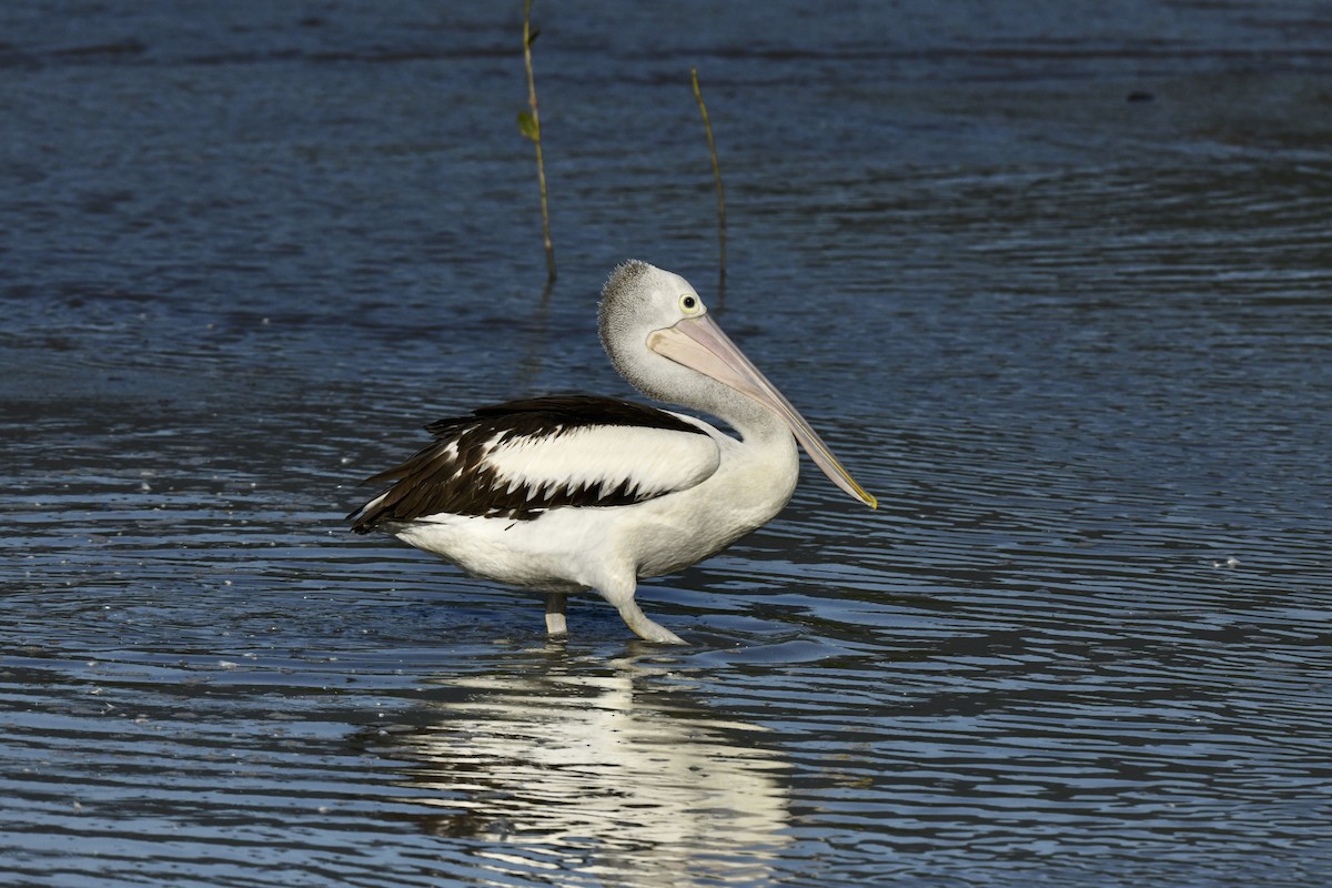 Australian Pelican - ML486573551