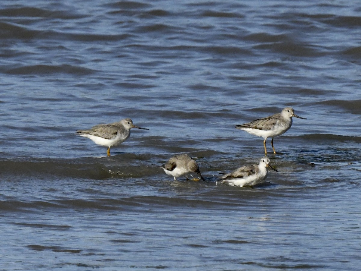 Terek Sandpiper - Bill Brynteson