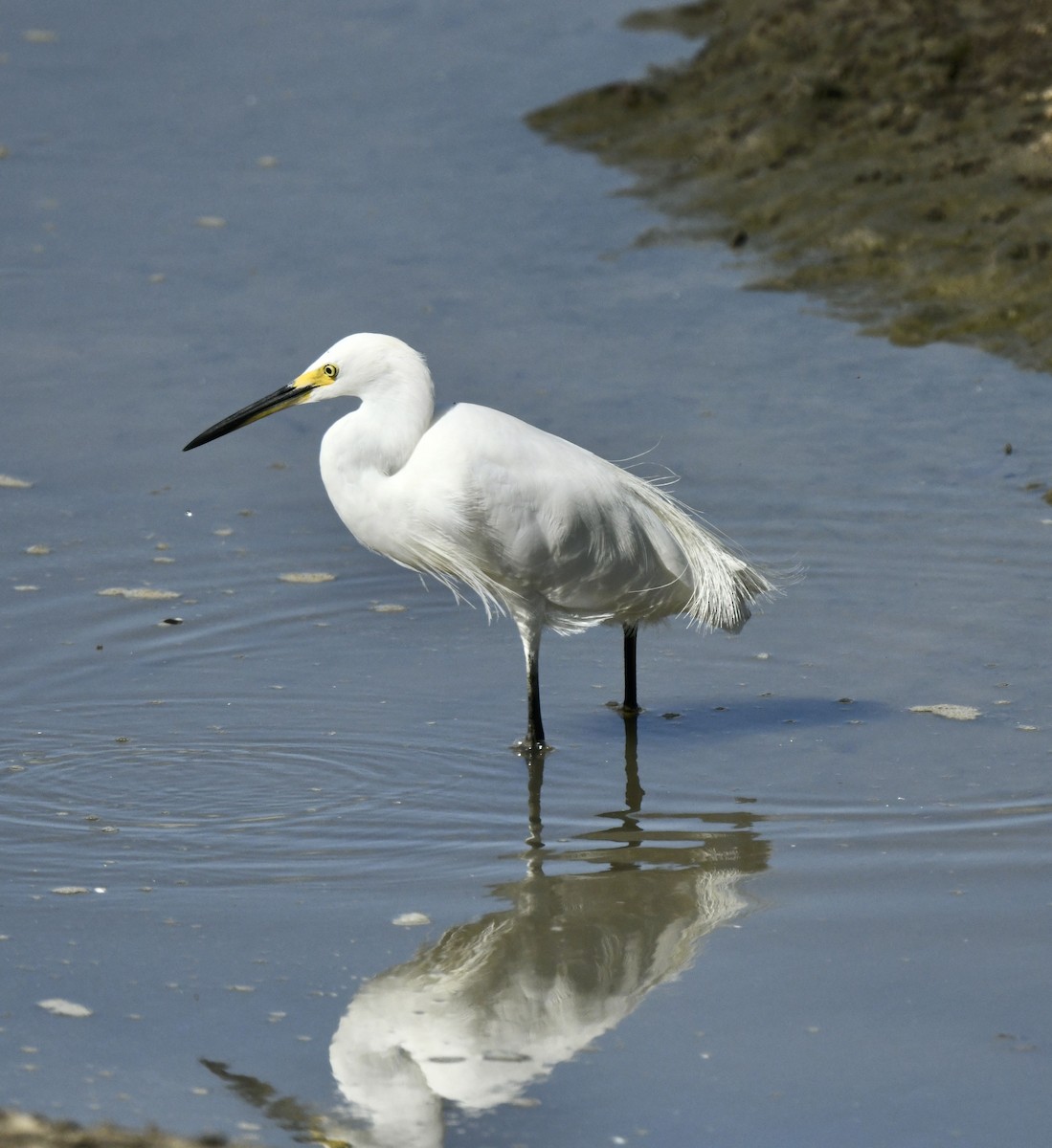 Garzetta - ML486573761