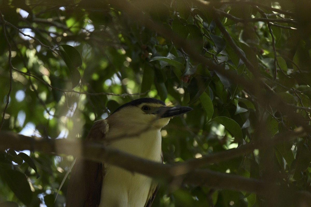 Nankeen Night Heron - ML486573831