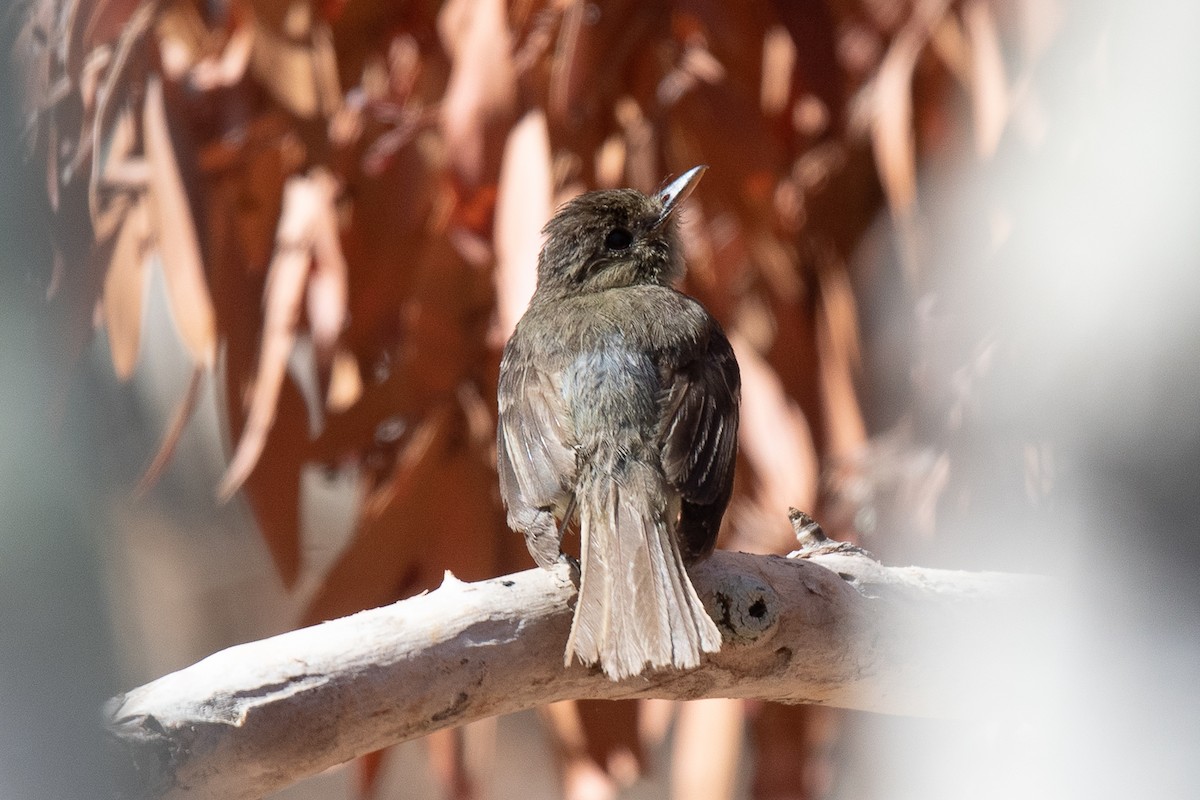 Empidonax sp. - Sharon J