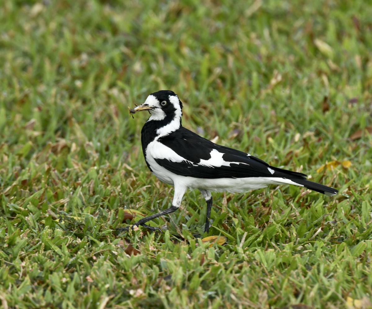 Magpie-lark - Bill Brynteson