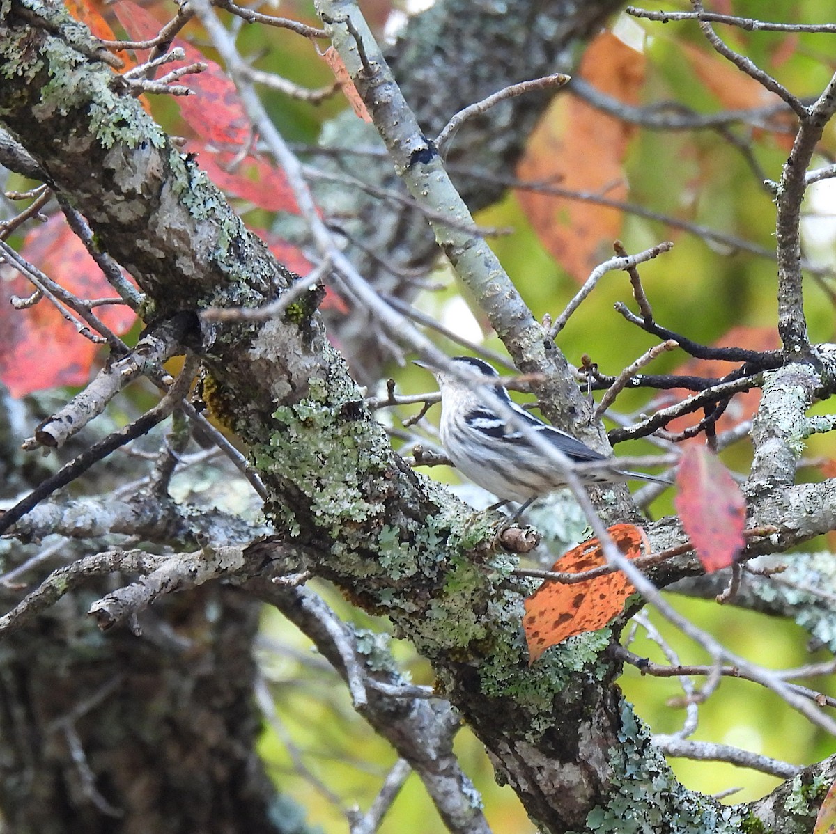 Black-and-white Warbler - ML486575441