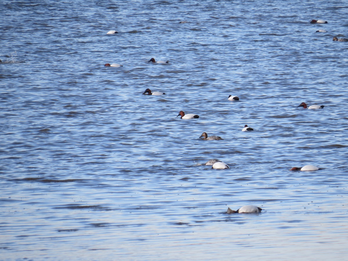 Canvasback - ML48657551