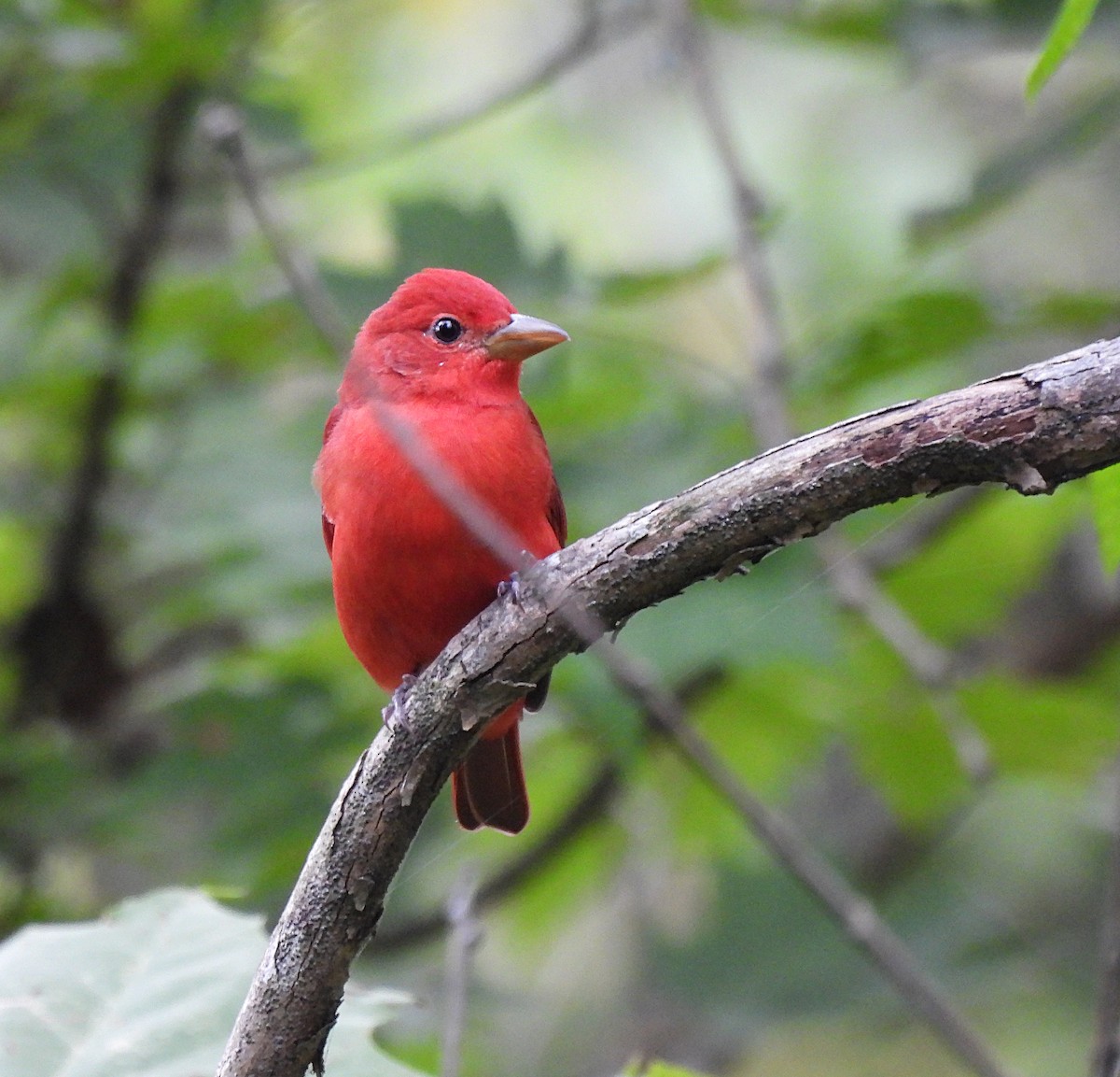 Summer Tanager - ML486576251