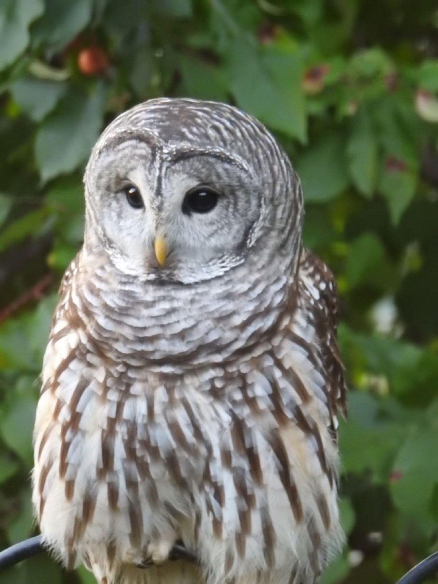 Barred Owl - ML486577481