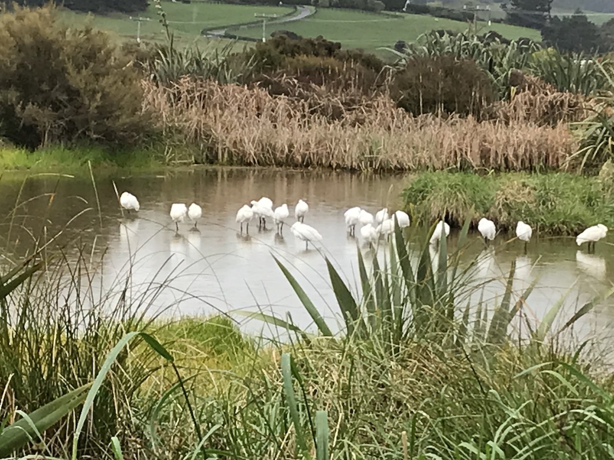 Royal Spoonbill - ML486577511