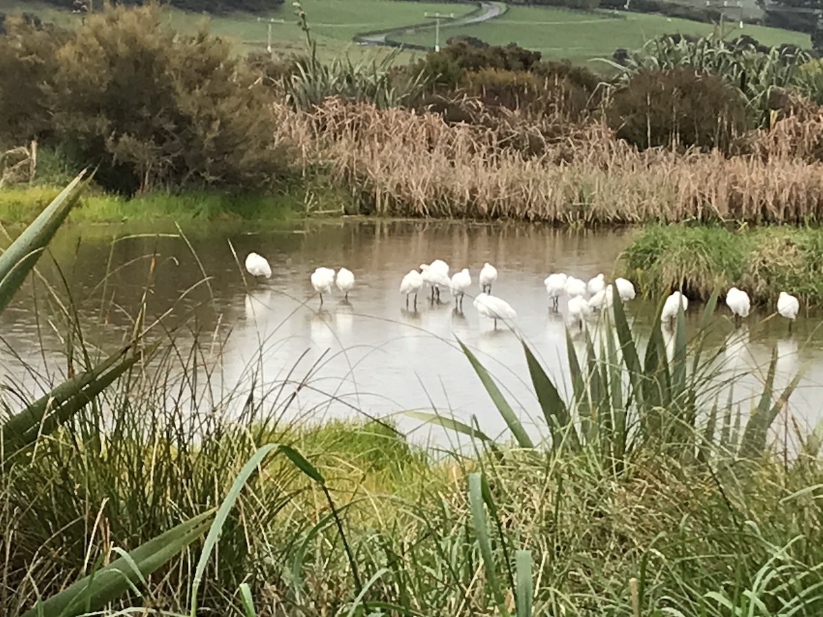 Royal Spoonbill - ML486577521