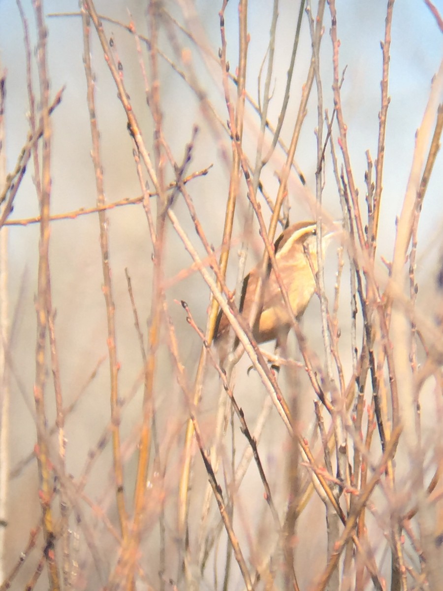 Carolina Wren - ML48657771