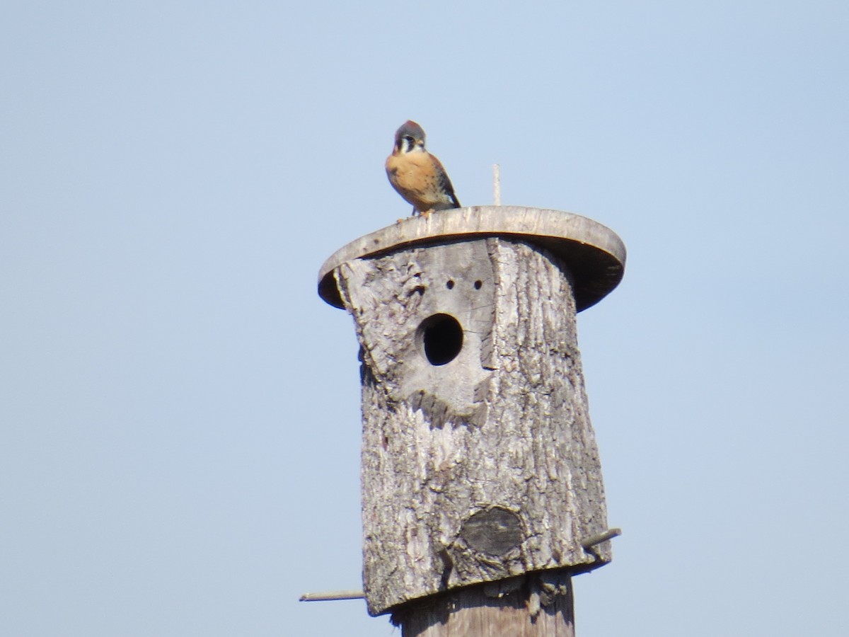 American Kestrel - ML48657781
