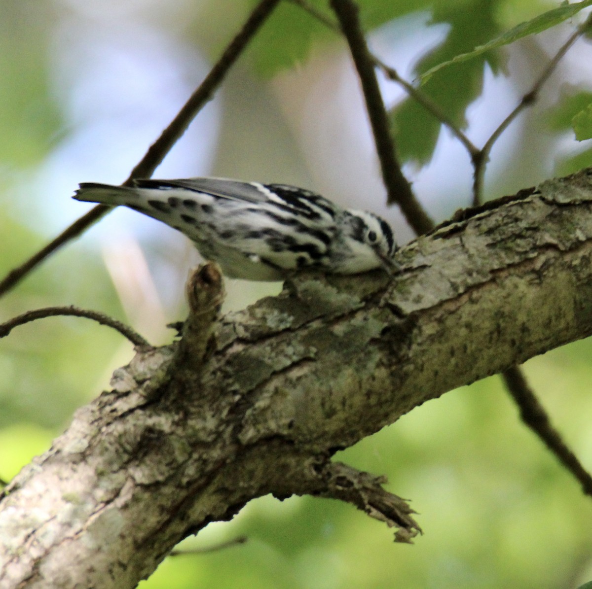 Black-and-white Warbler - ML486578111