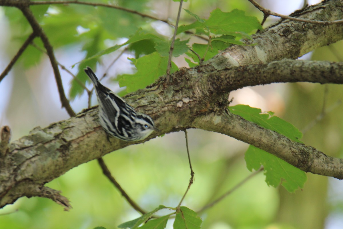 Black-and-white Warbler - ML486578121