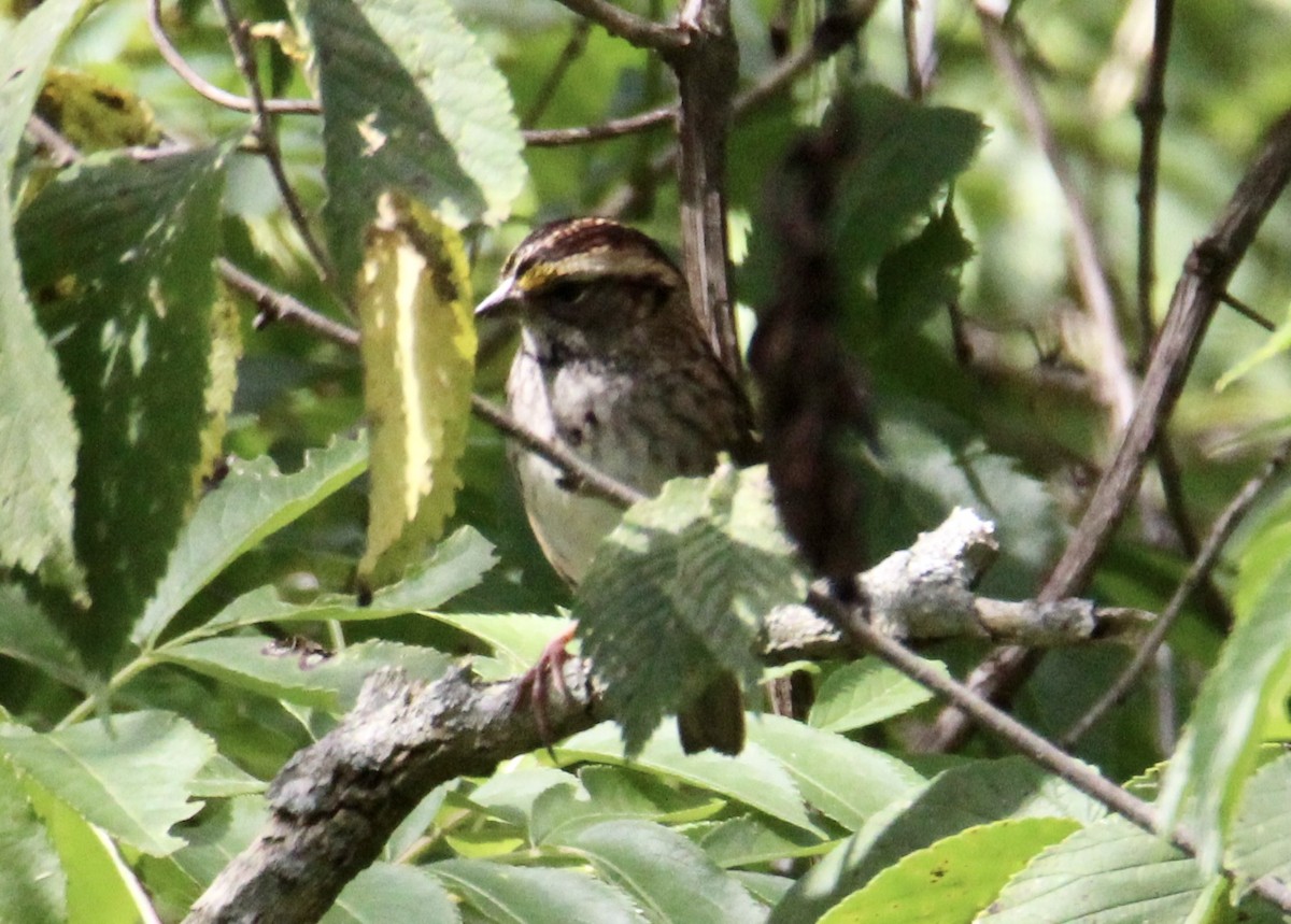 White-throated Sparrow - ML486578311