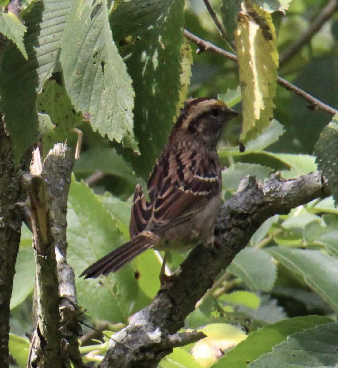 White-throated Sparrow - ML486578321