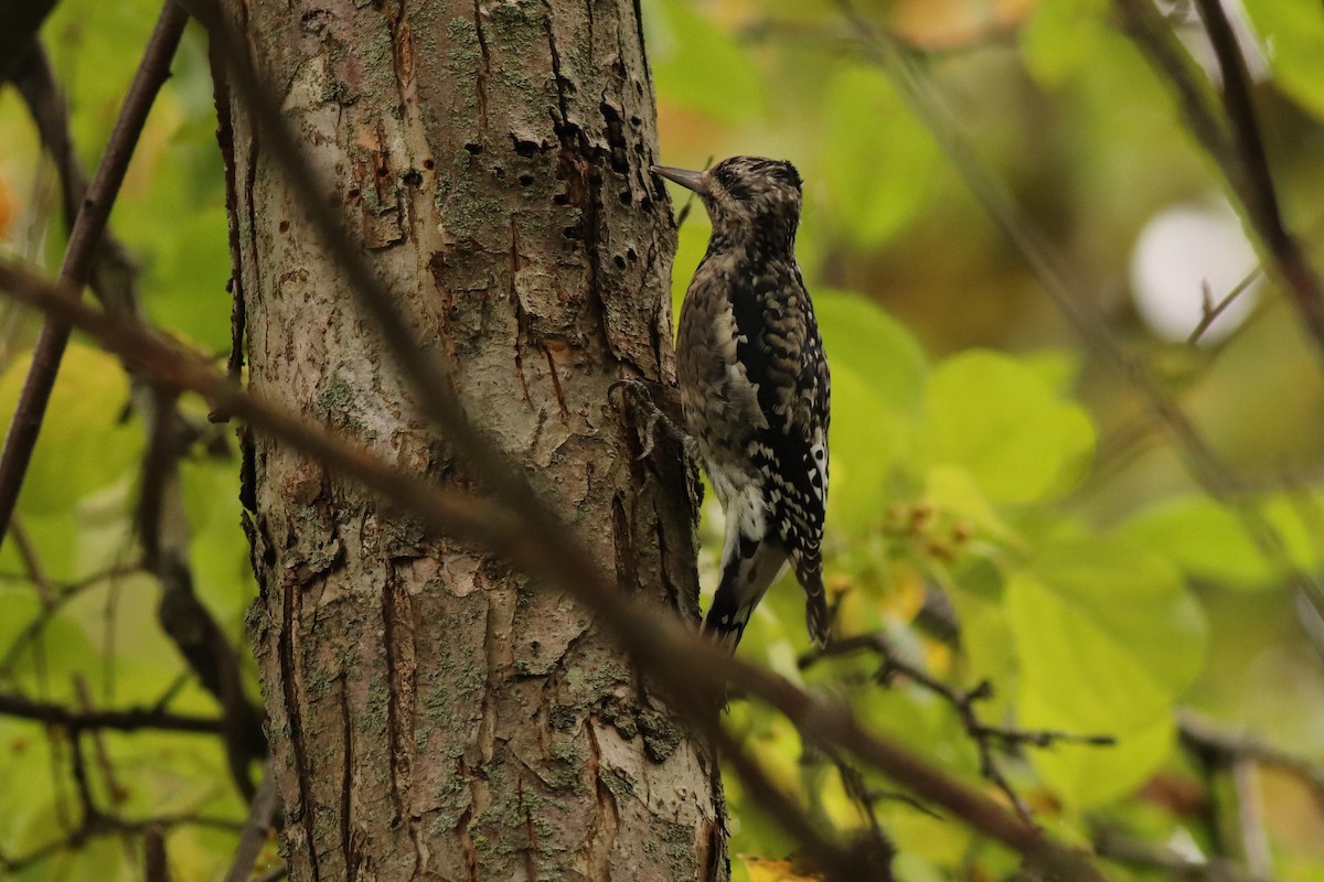 Yellow-bellied Sapsucker - ML486579421