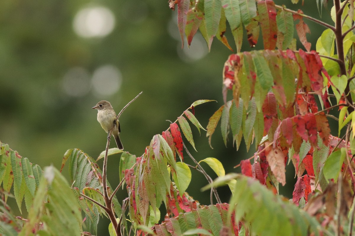 Empidonax sp. - ML486579501