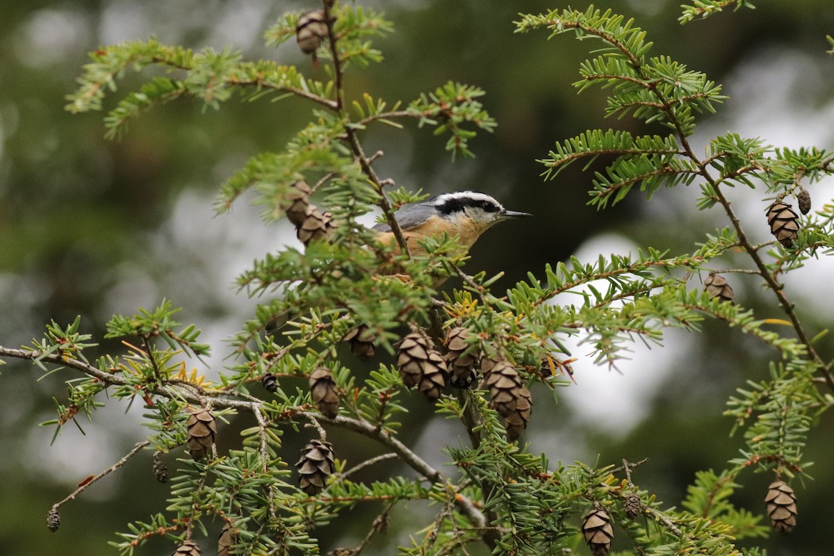 Red-breasted Nuthatch - ML486579581