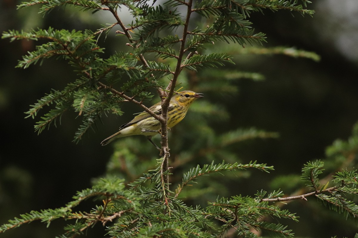 Cape May Warbler - ML486579781