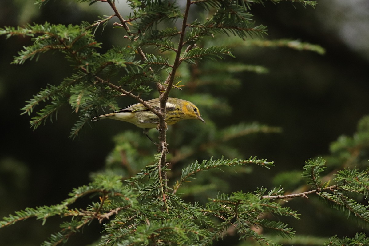 Cape May Warbler - ML486579811