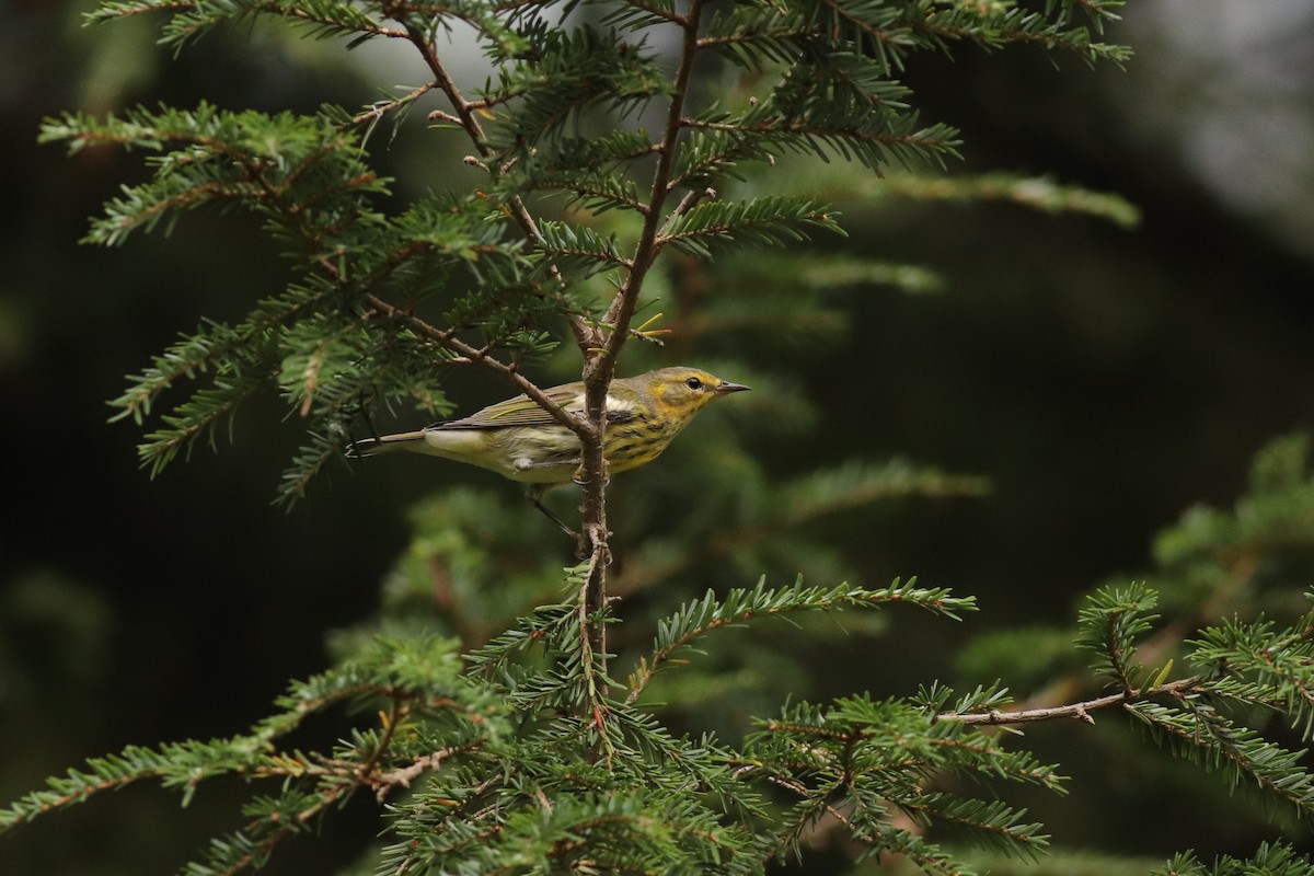 Cape May Warbler - ML486579911