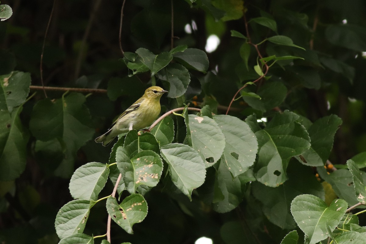 Blackpoll Warbler - ML486580091